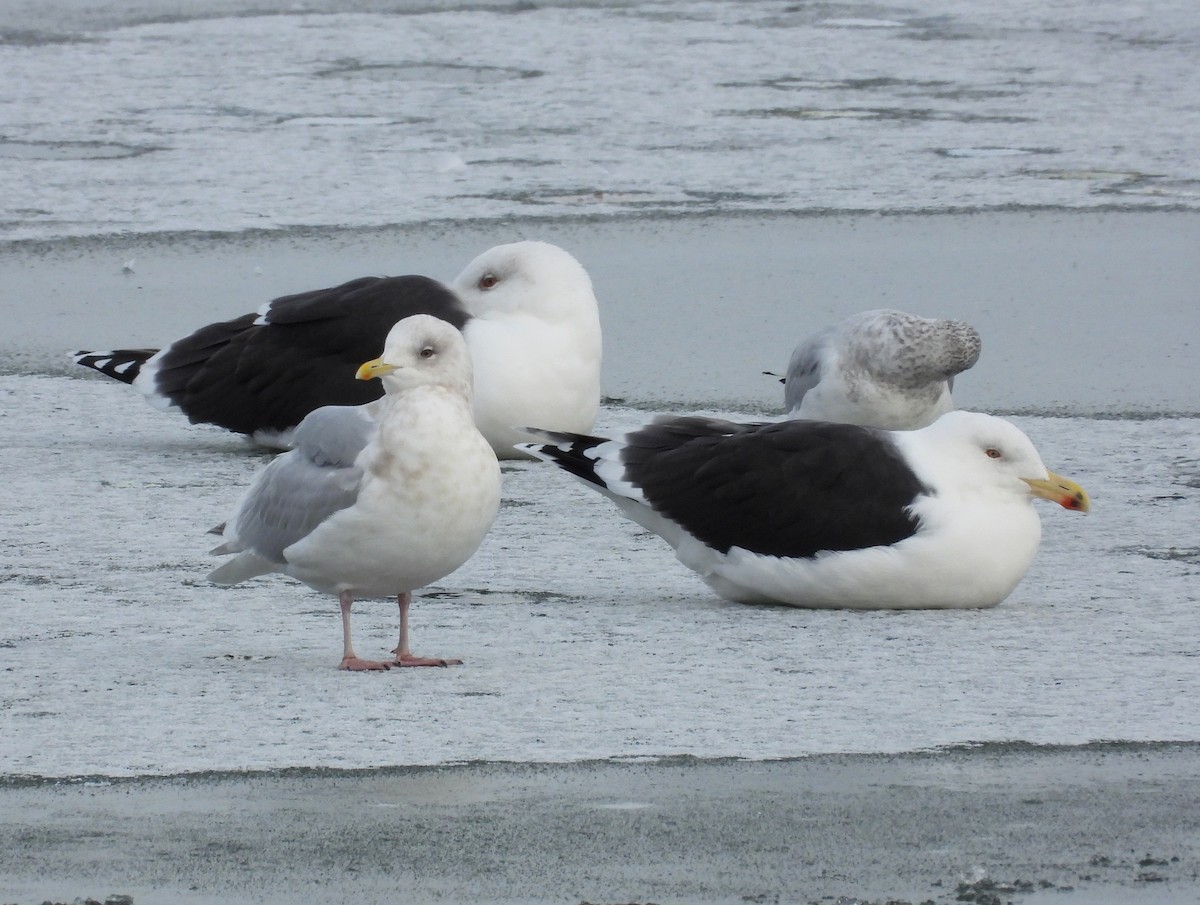 アイスランドカモメ（亜種 クムリーンカモメ） - ML646128374