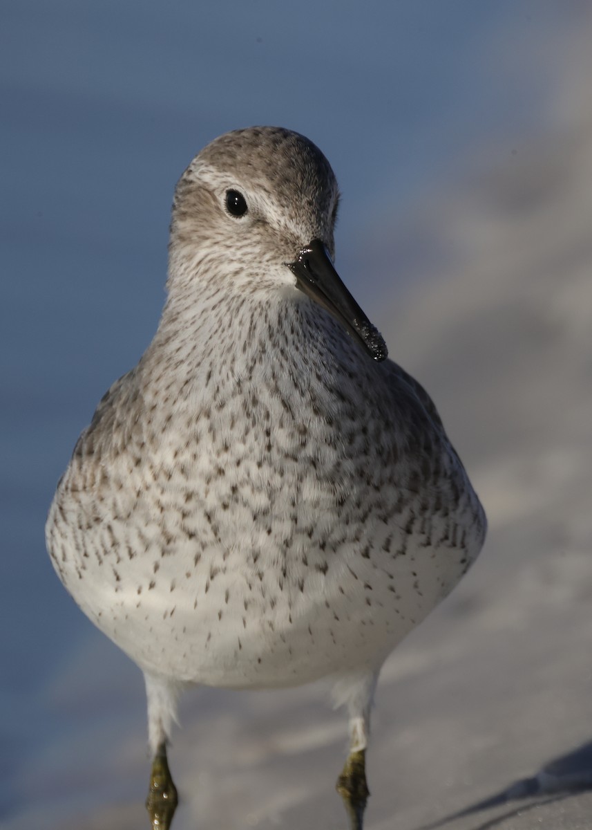 Red Knot - ML646128375
