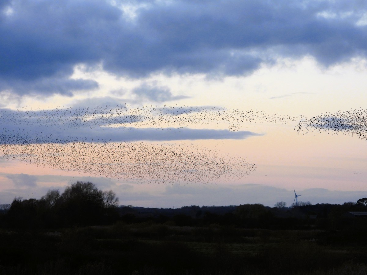 European Starling - ML646128378