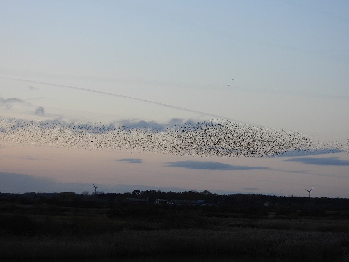 European Starling - ML646128379
