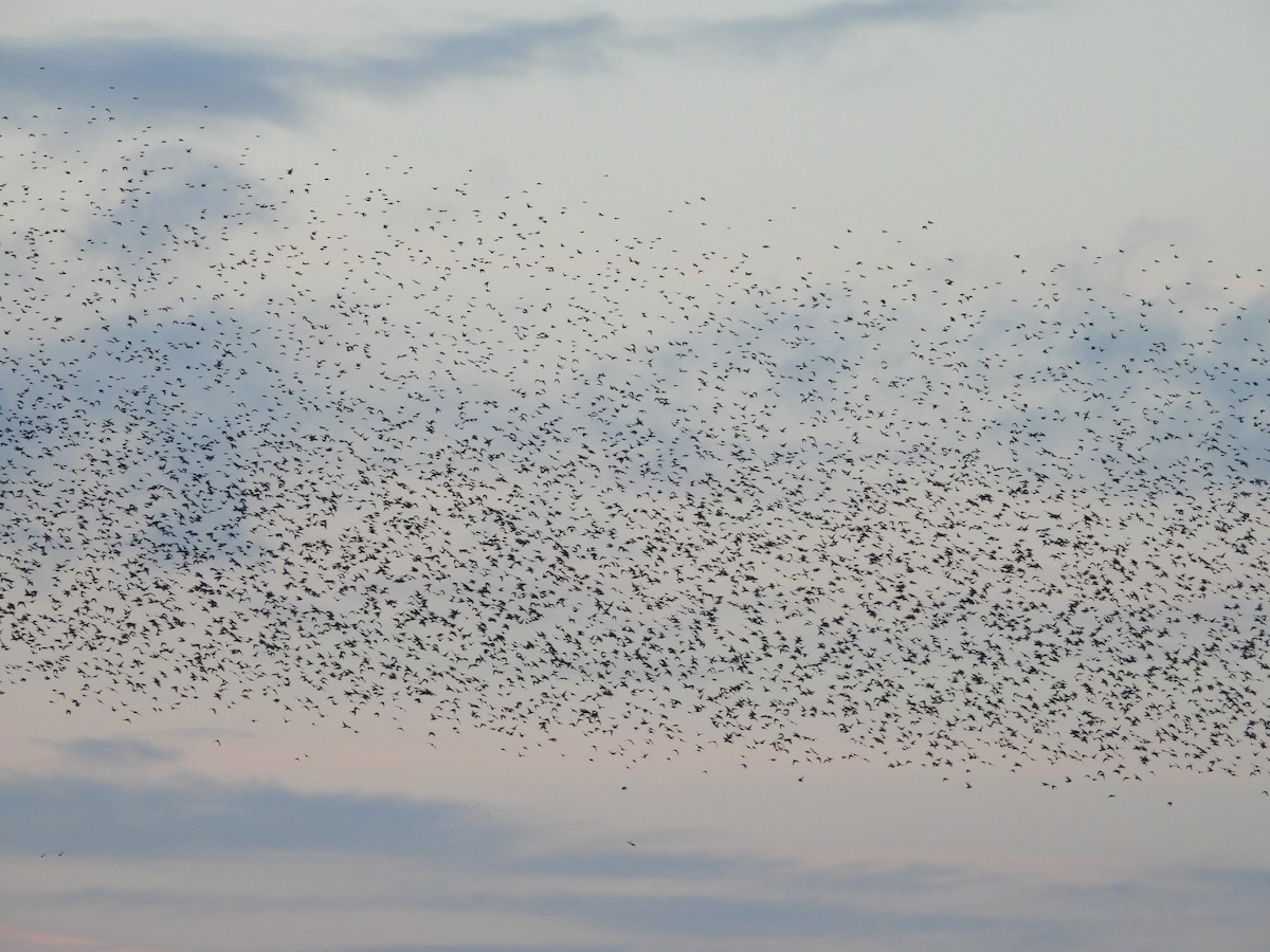 European Starling - ML646128380