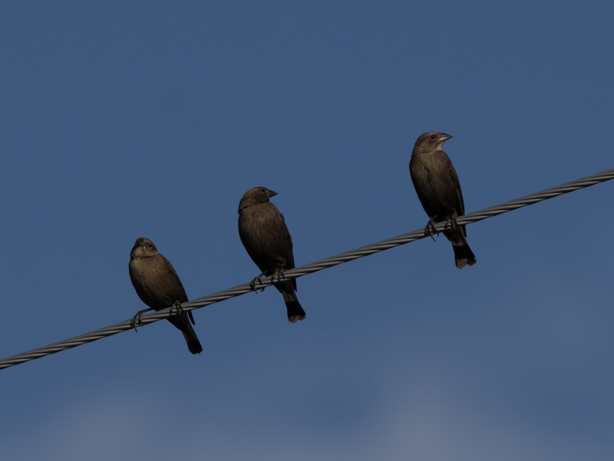 שחרורית חומת-ראש - ML646128381