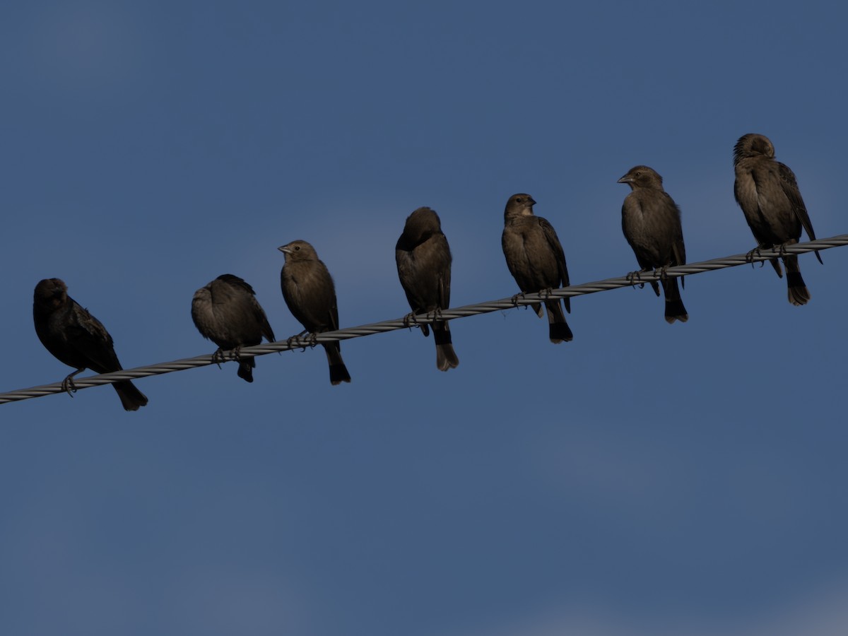 שחרורית חומת-ראש - ML646128382