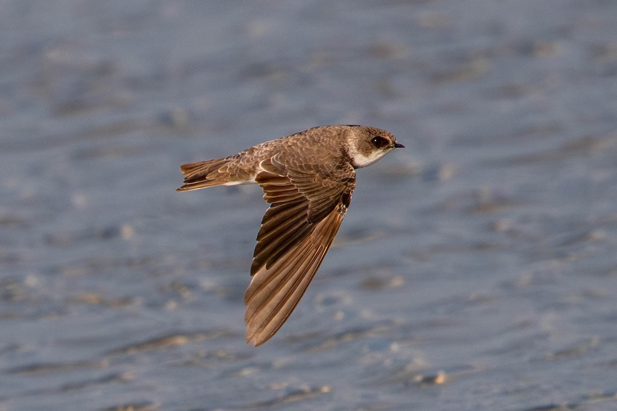 Bank Swallow - ML646128384