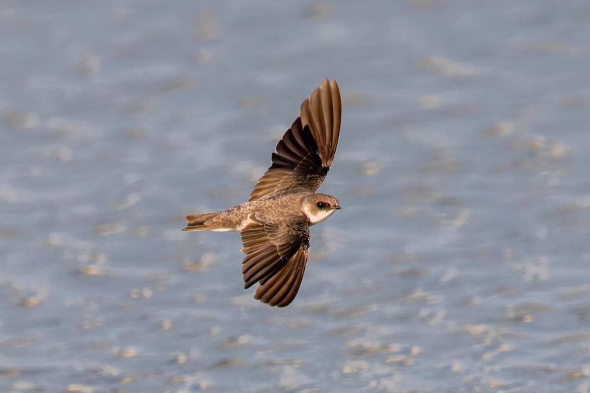 Bank Swallow - ML646128387
