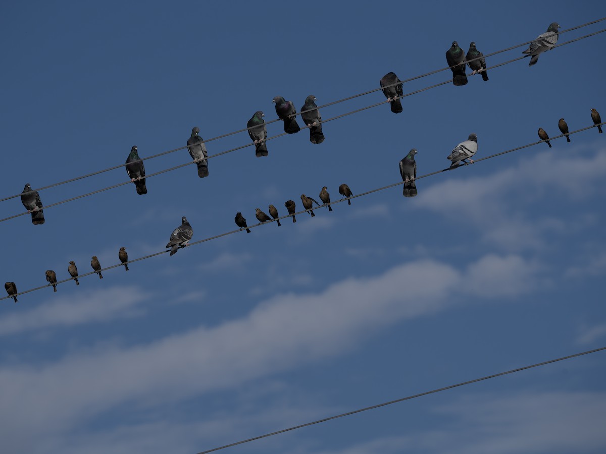 שחרורית חומת-ראש - ML646128394