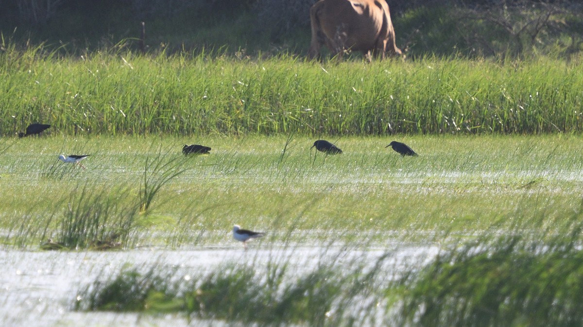 Black Heron - ML646128395