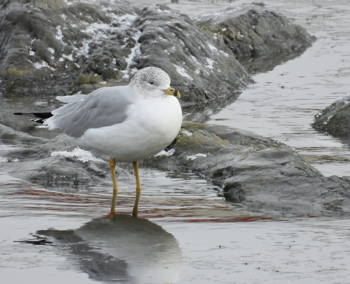 クロワカモメ - ML646128404