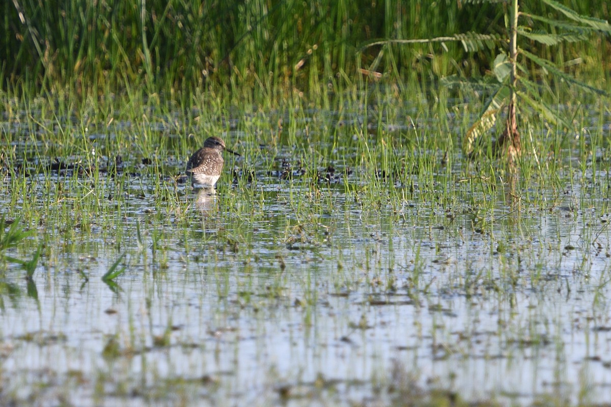 vodouš bahenní - ML646128405