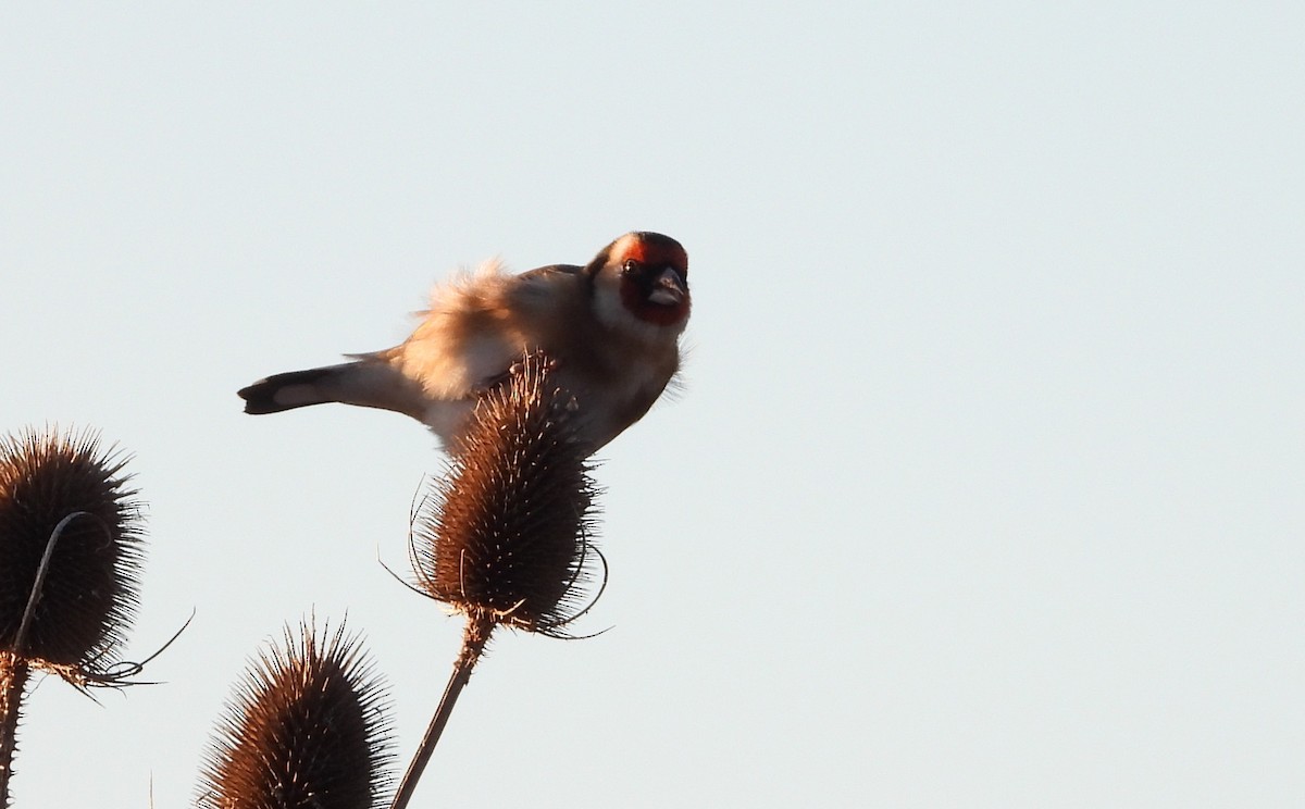 European Goldfinch - ML646128408