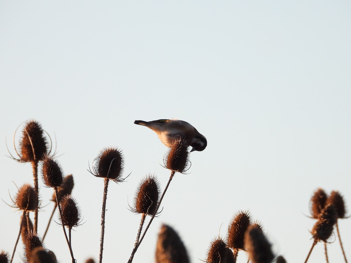 European Goldfinch - ML646128410