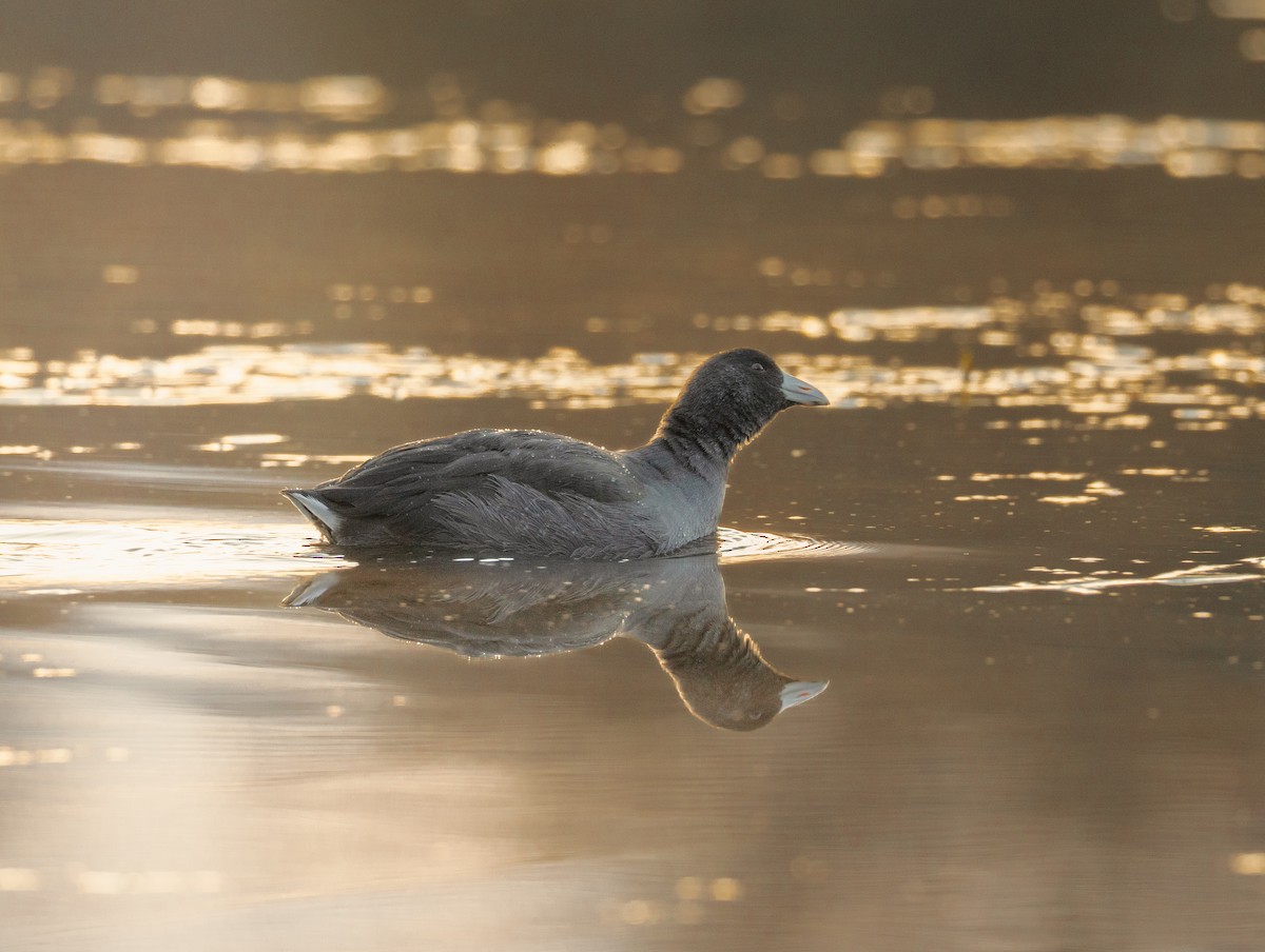 American Coot - ML646128412