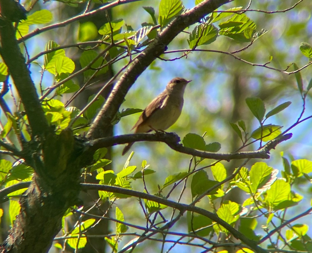 Ipar-urretxindorra - ML646128415