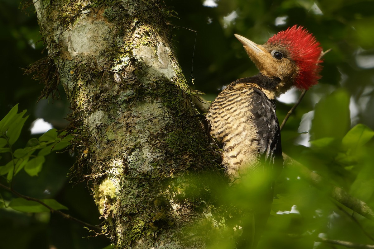 Helmeted Woodpecker - ML646128419