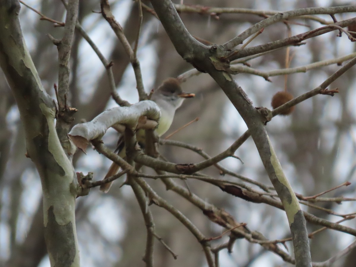 Ash-throated Flycatcher - ML646128421