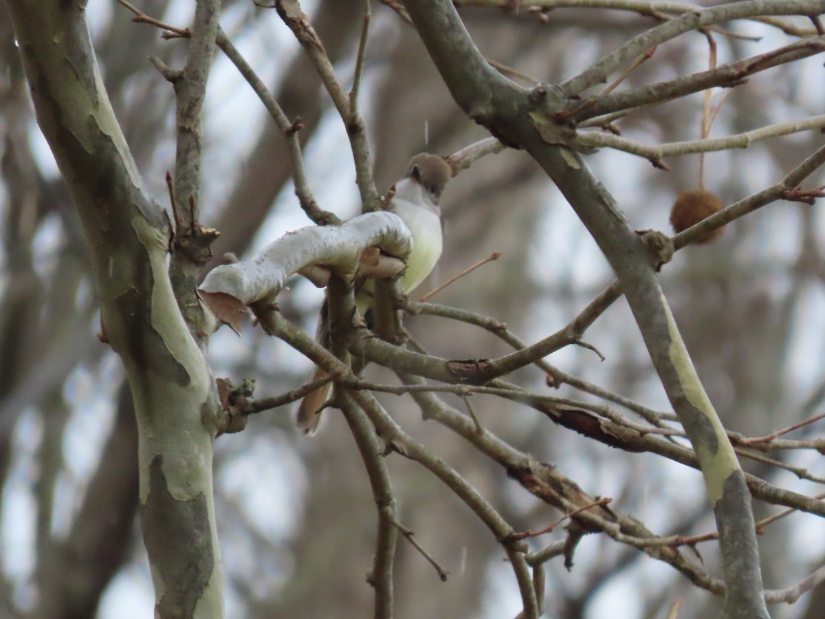 Ash-throated Flycatcher - ML646128423