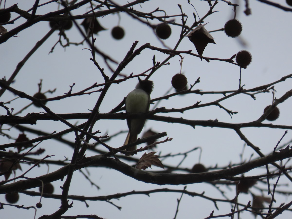 Ash-throated Flycatcher - ML646128425