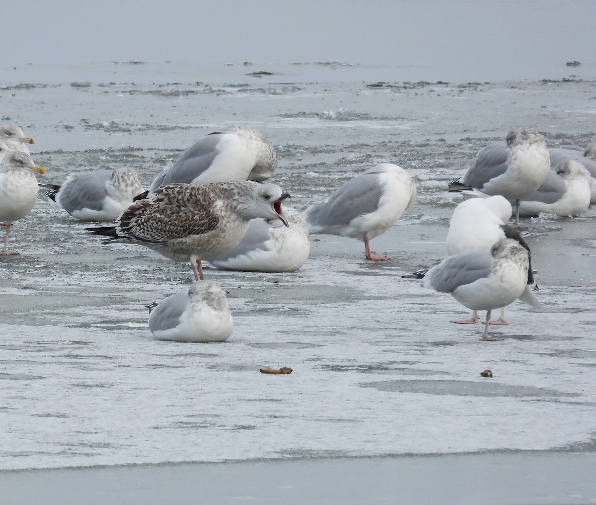 racek mořský - ML646128430