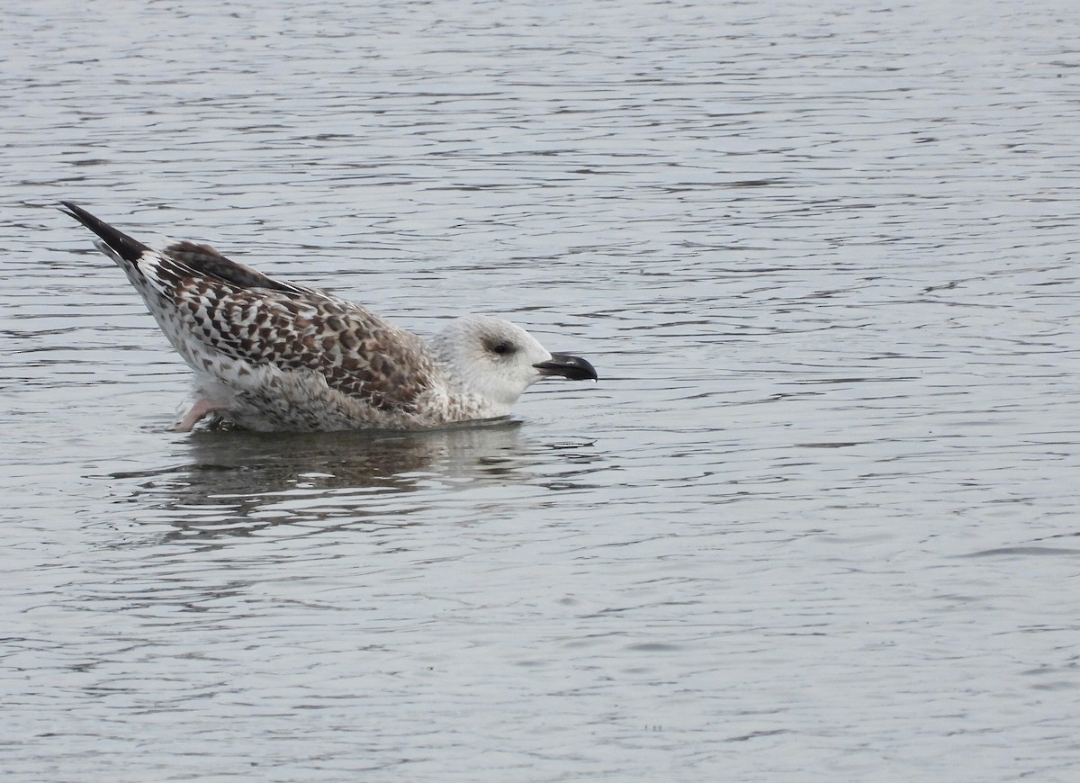 racek mořský - ML646128431