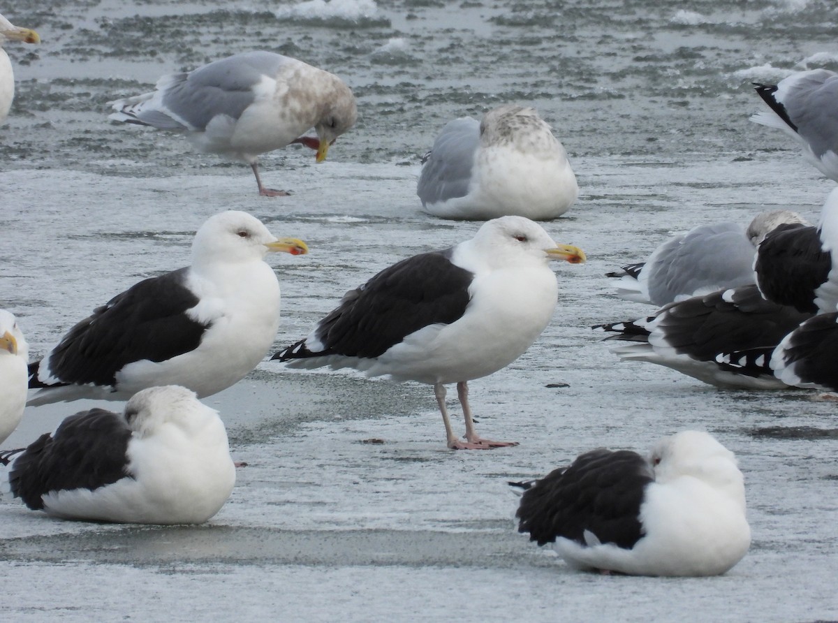 racek mořský - ML646128432