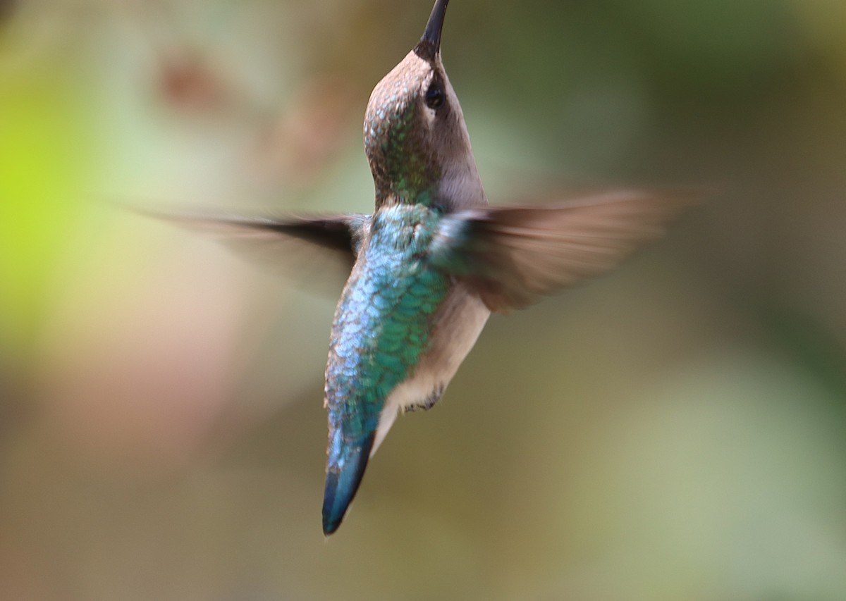 Bee Hummingbird - ML646128439