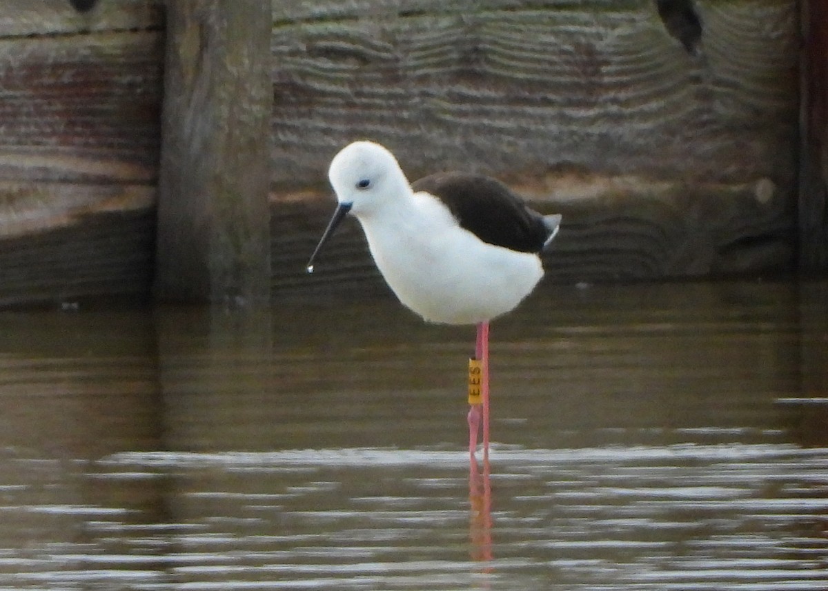 Black-winged Stilt - ML646128446