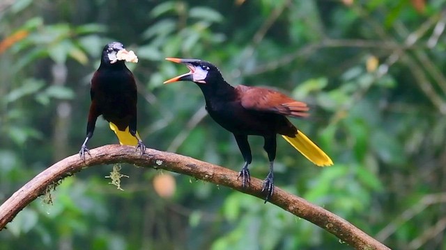 Montezuma Oropendola - ML646128460