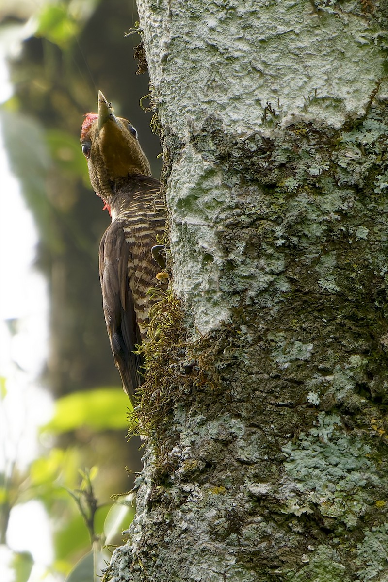 Helmeted Woodpecker - ML646128461