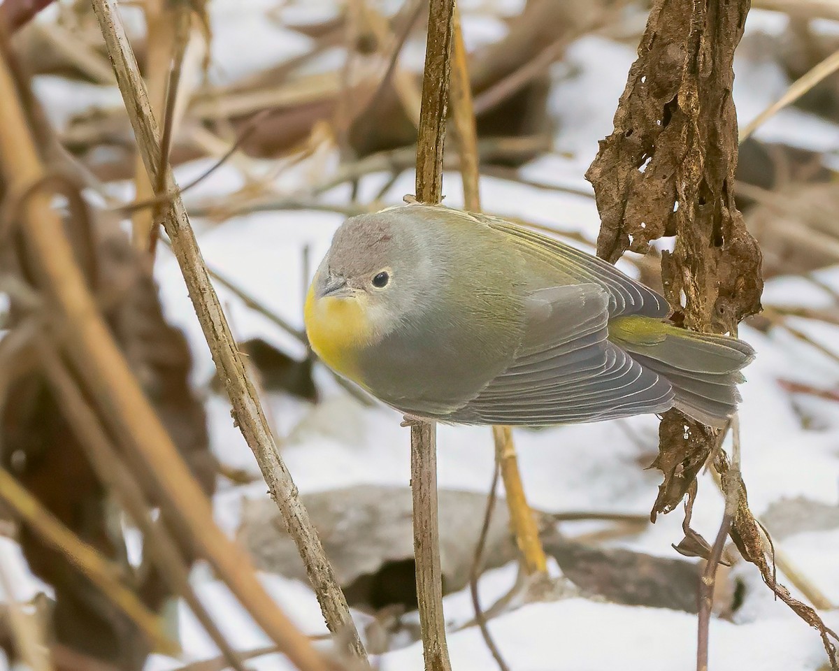 Nashville Warbler - ML646128467