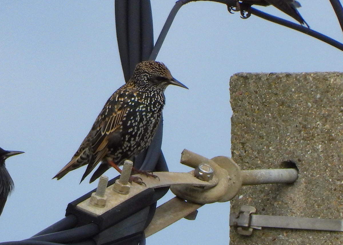 European Starling - ML646128472