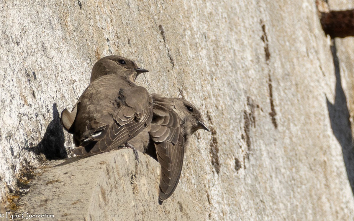 Eurasian Crag-Martin - ML646128474