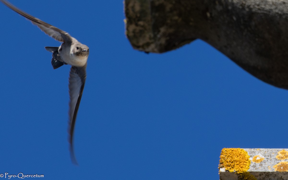 Eurasian Crag-Martin - ML646128475