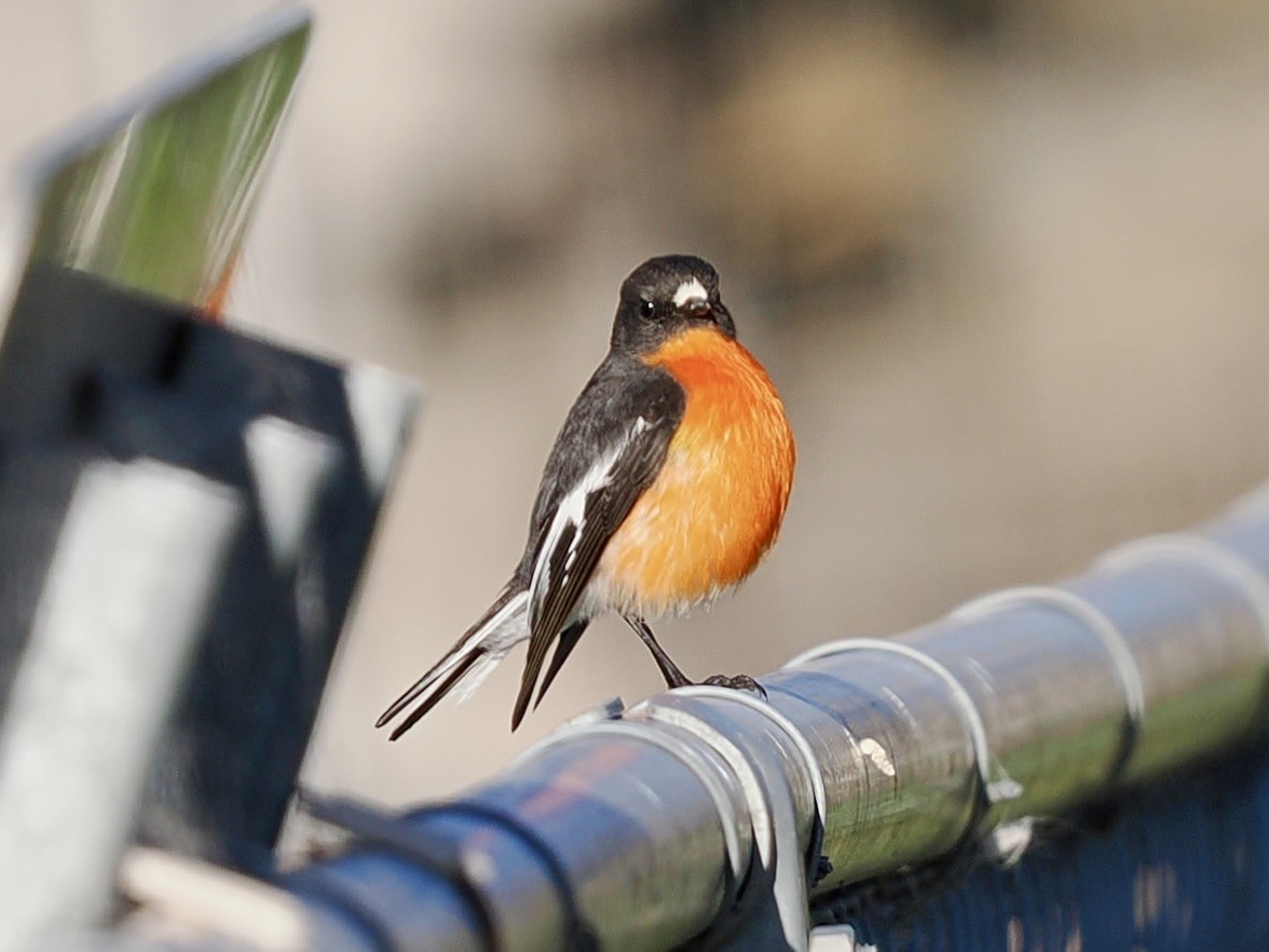 Flame Robin - ML646128479