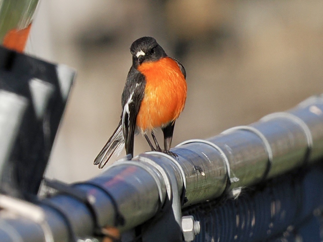 Flame Robin - ML646128480