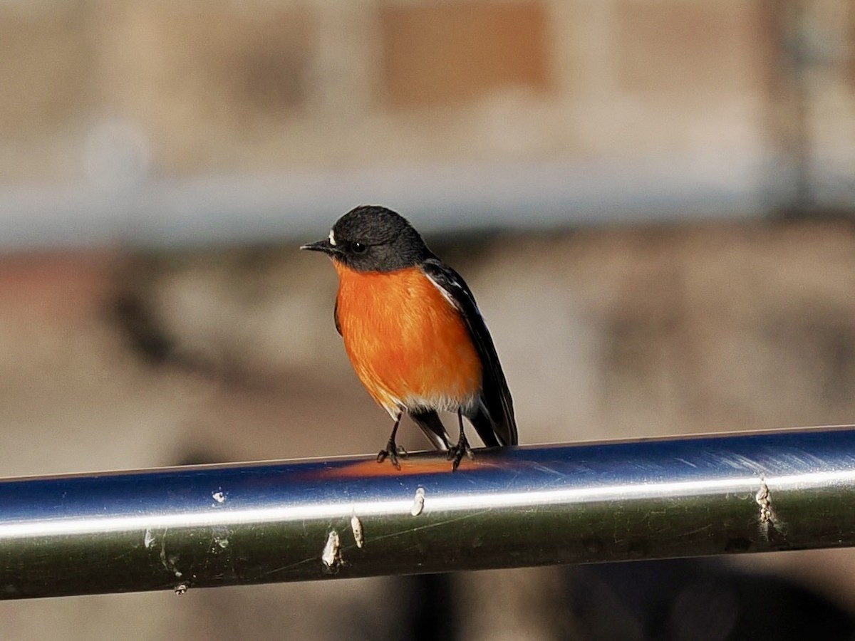 Flame Robin - ML646128481