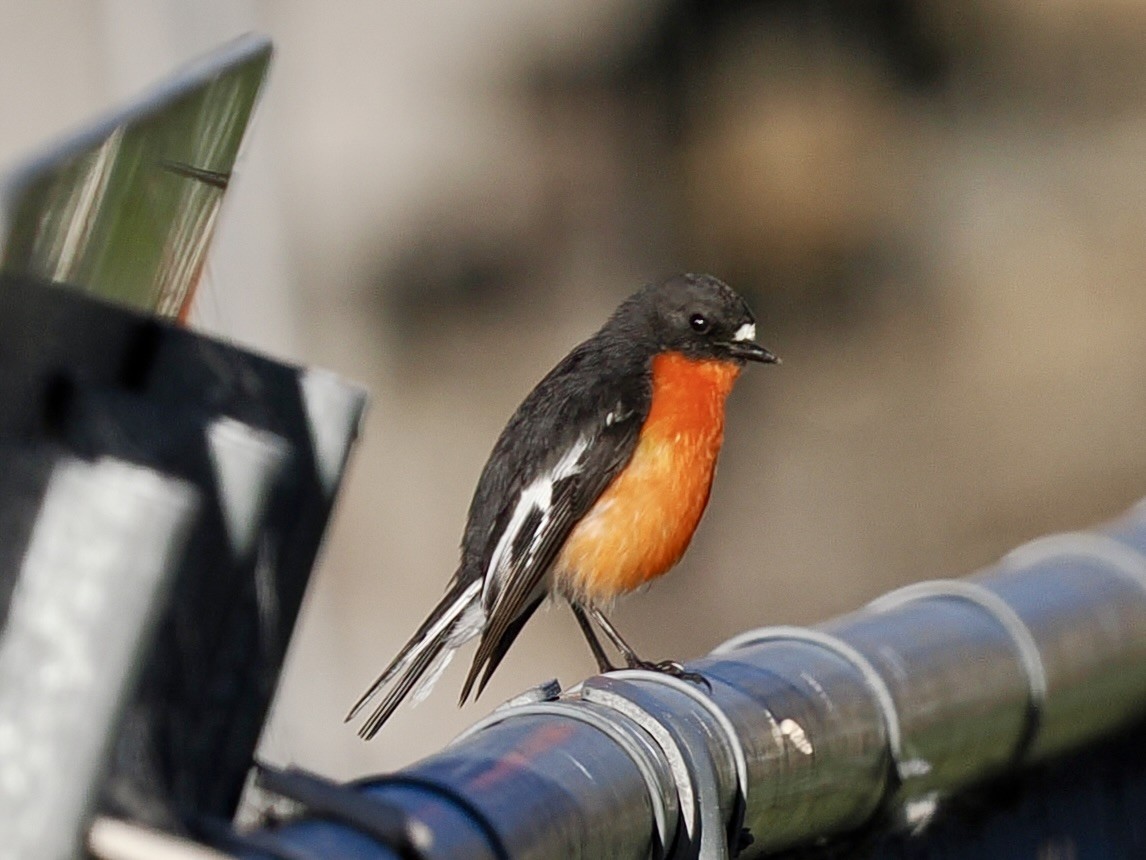 Flame Robin - ML646128482