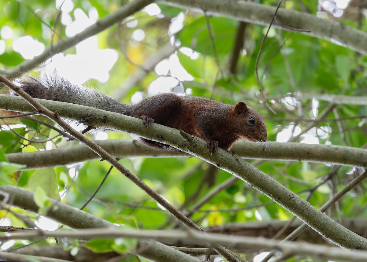 Pallas' Squirrel - ML646128483