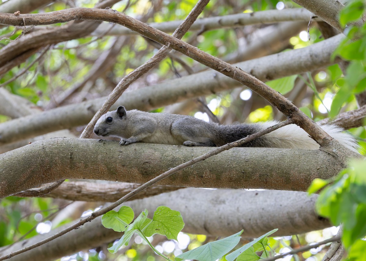 Finlayson's Squirrel - ML646128485
