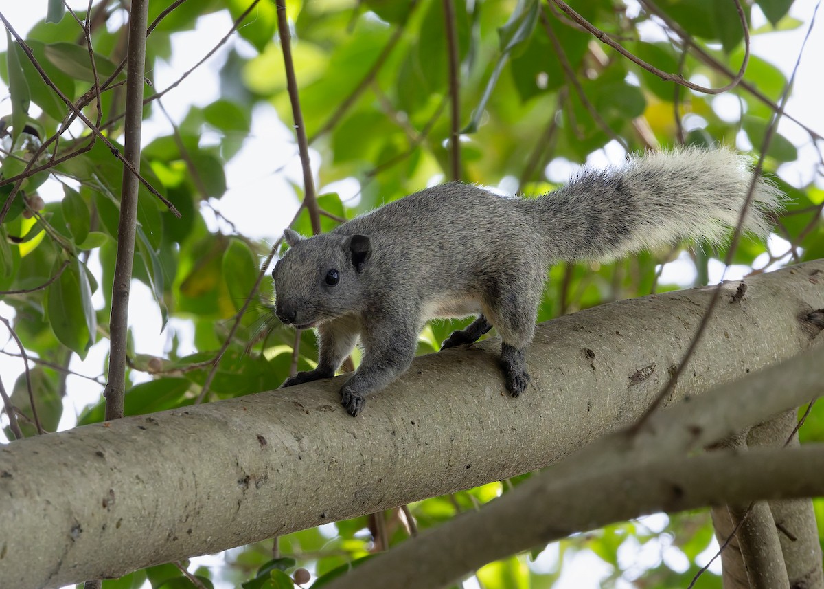 Finlayson's Squirrel - ML646128487