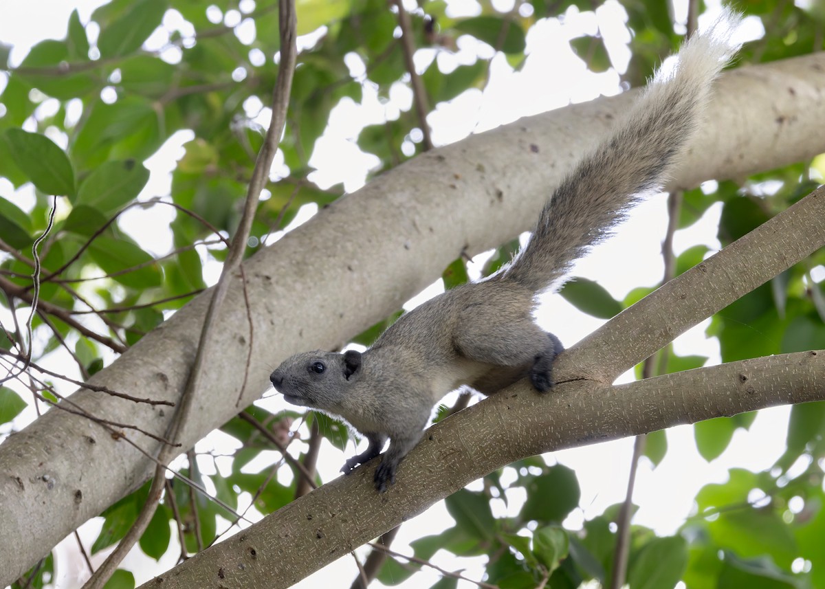 Finlayson's Squirrel - ML646128489