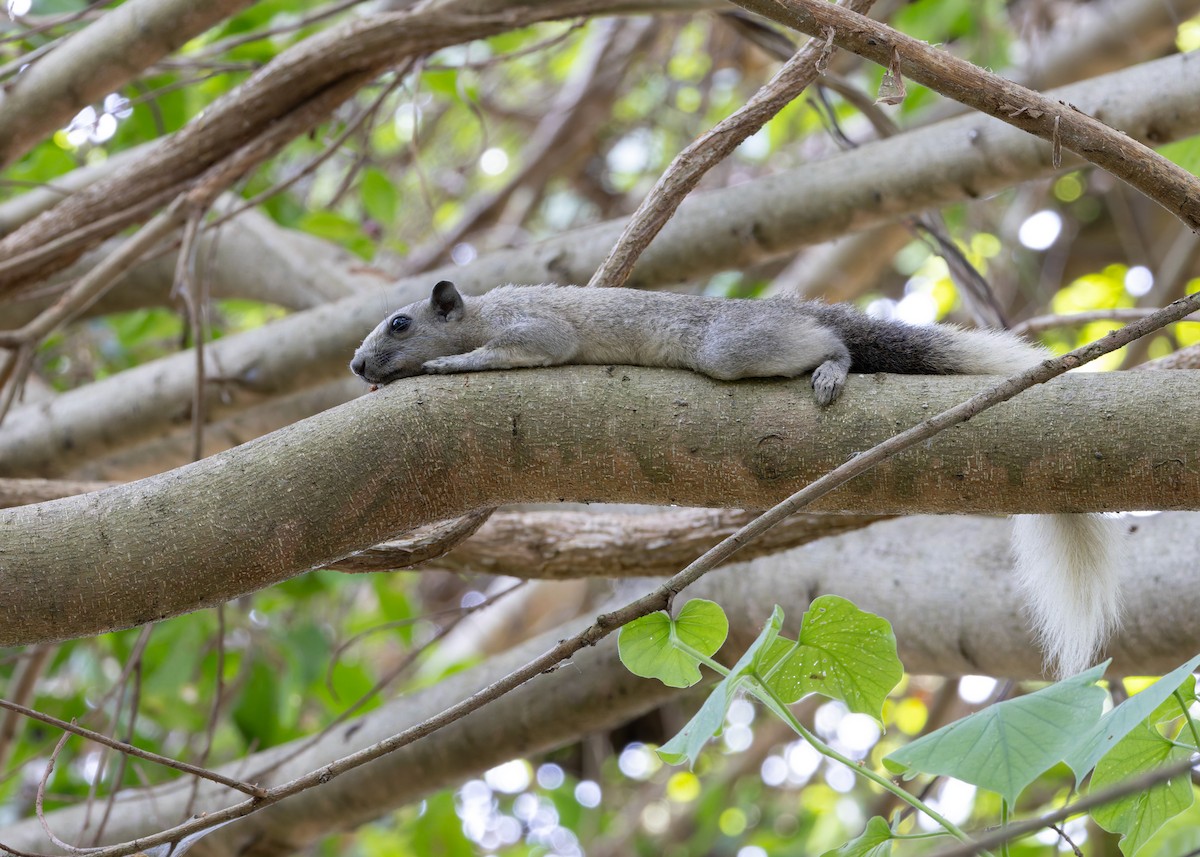 Finlayson's Squirrel - ML646128490