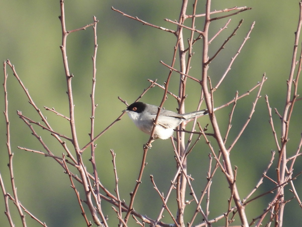 Sardinian Warbler - ML646128492
