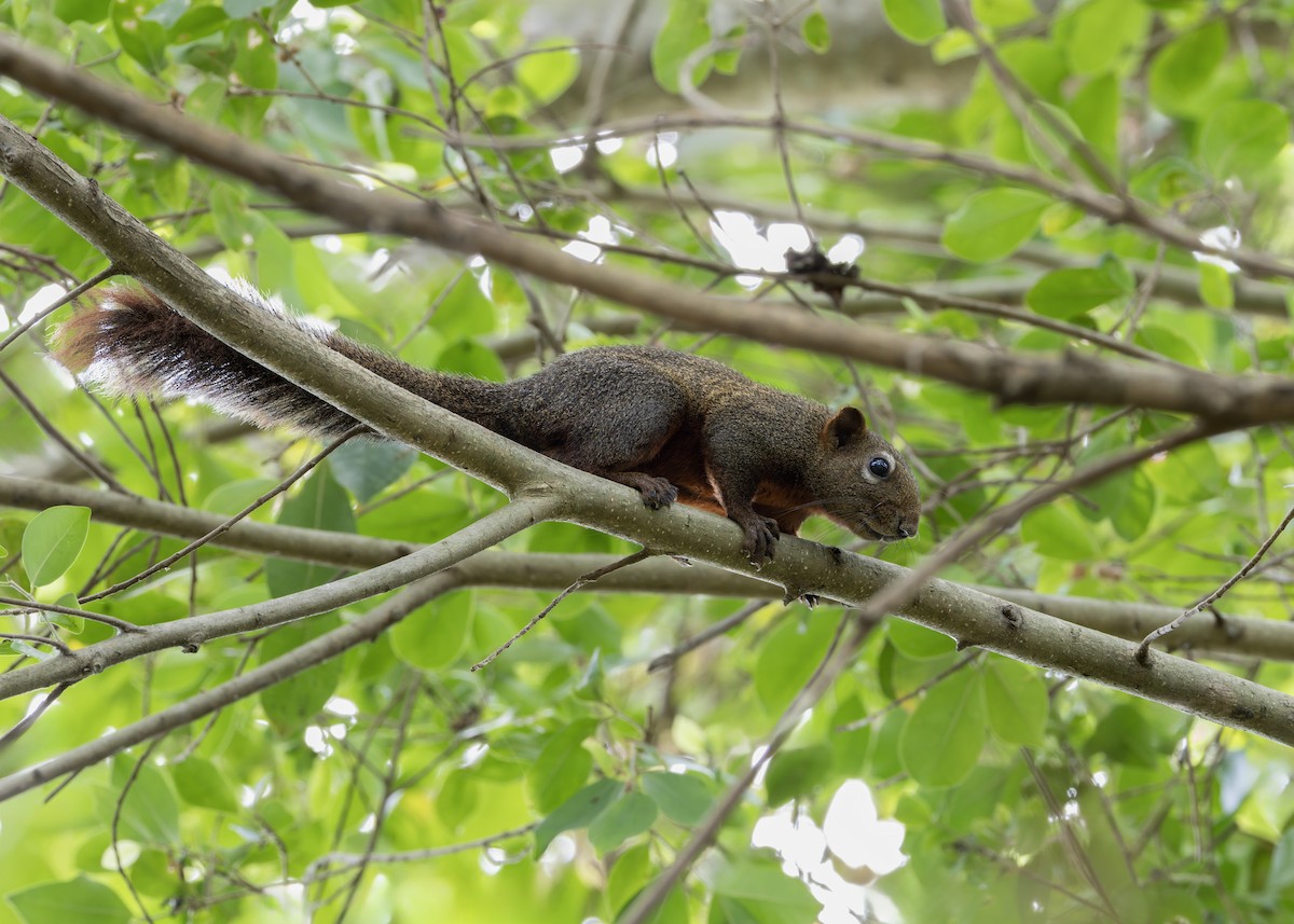 Pallas' Squirrel - ML646128494