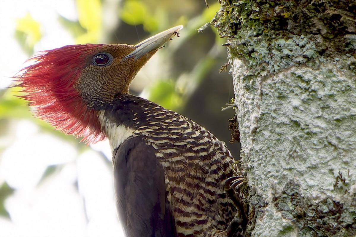 Helmeted Woodpecker - ML646128512