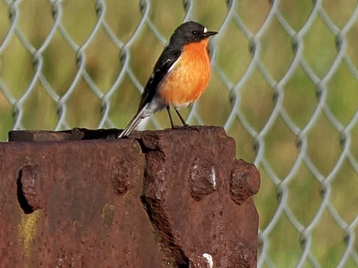 Flame Robin - ML646128513
