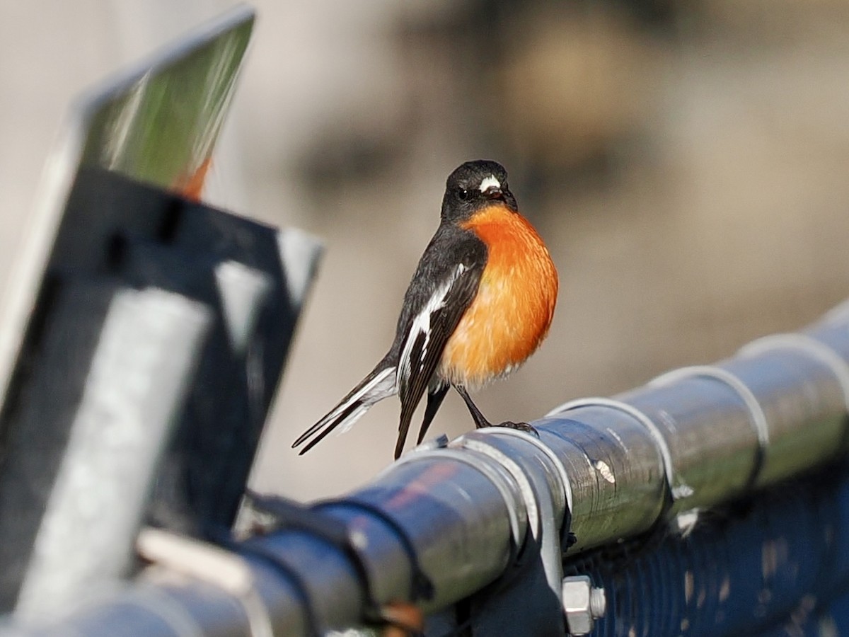 Flame Robin - ML646128514