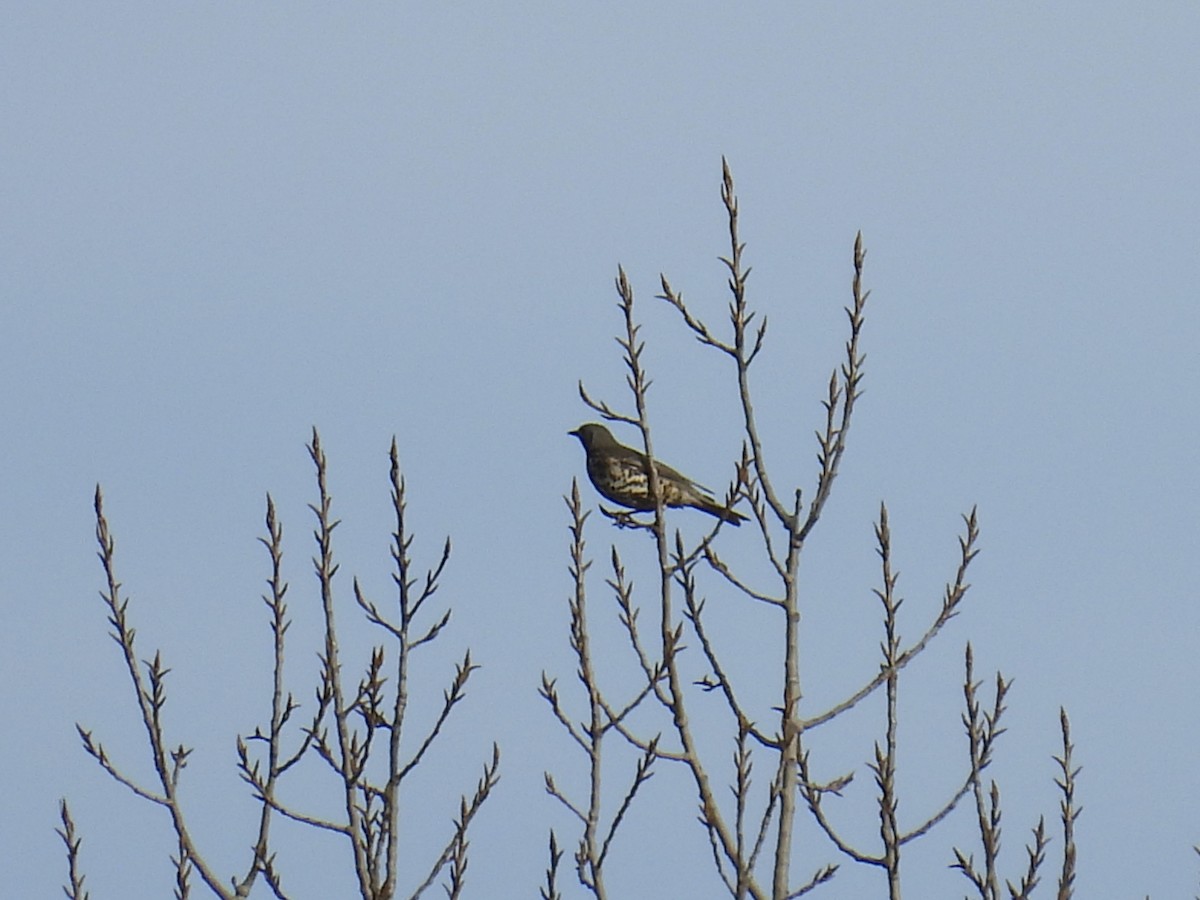 Mistle Thrush - ML646128529