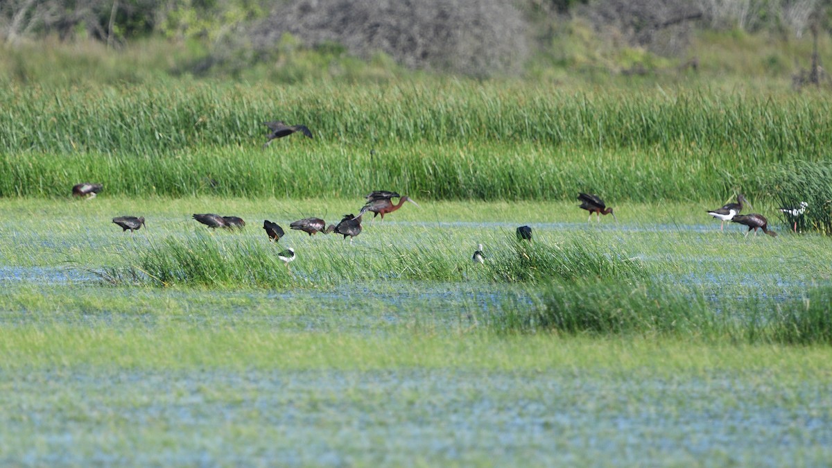 Black-winged Stilt - ML646128543