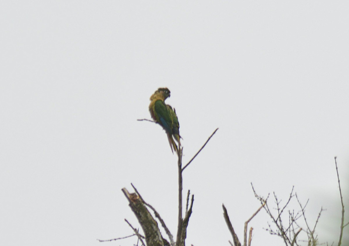 Maroon-bellied Parakeet - ML646128547