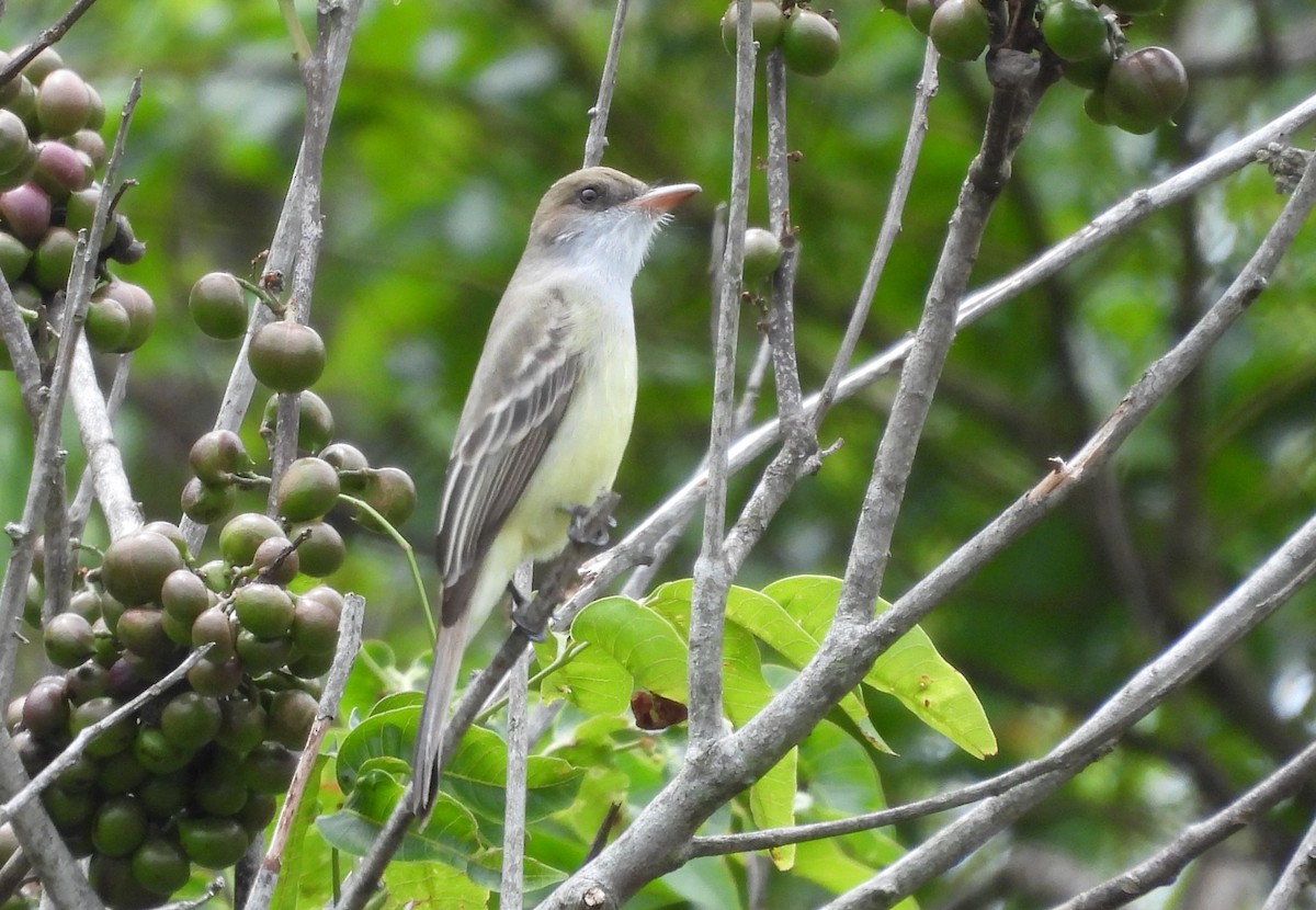 Swainson's Flycatcher - ML646128557